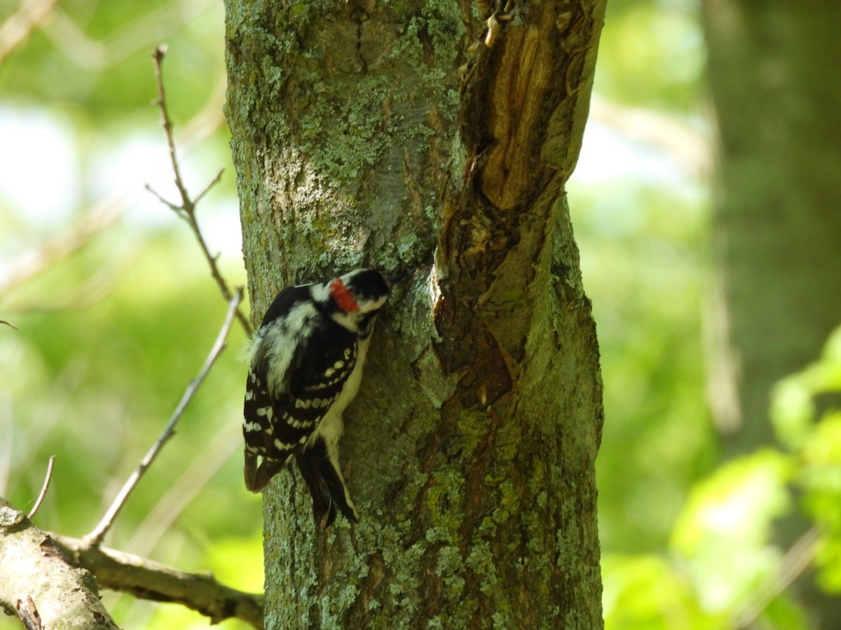 Downy Woodpecker - hailey everhart