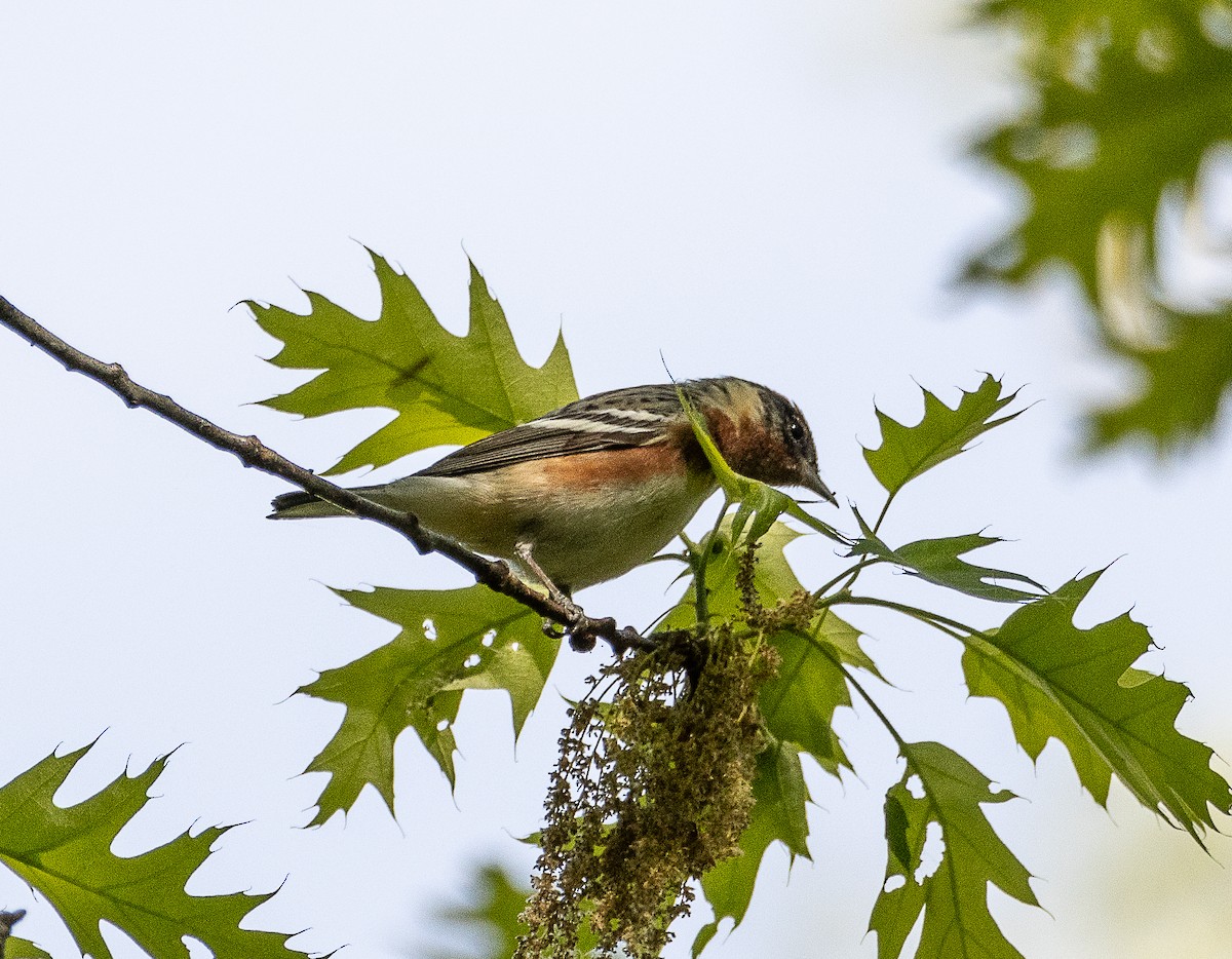 Bay-breasted Warbler - Tom Younkin