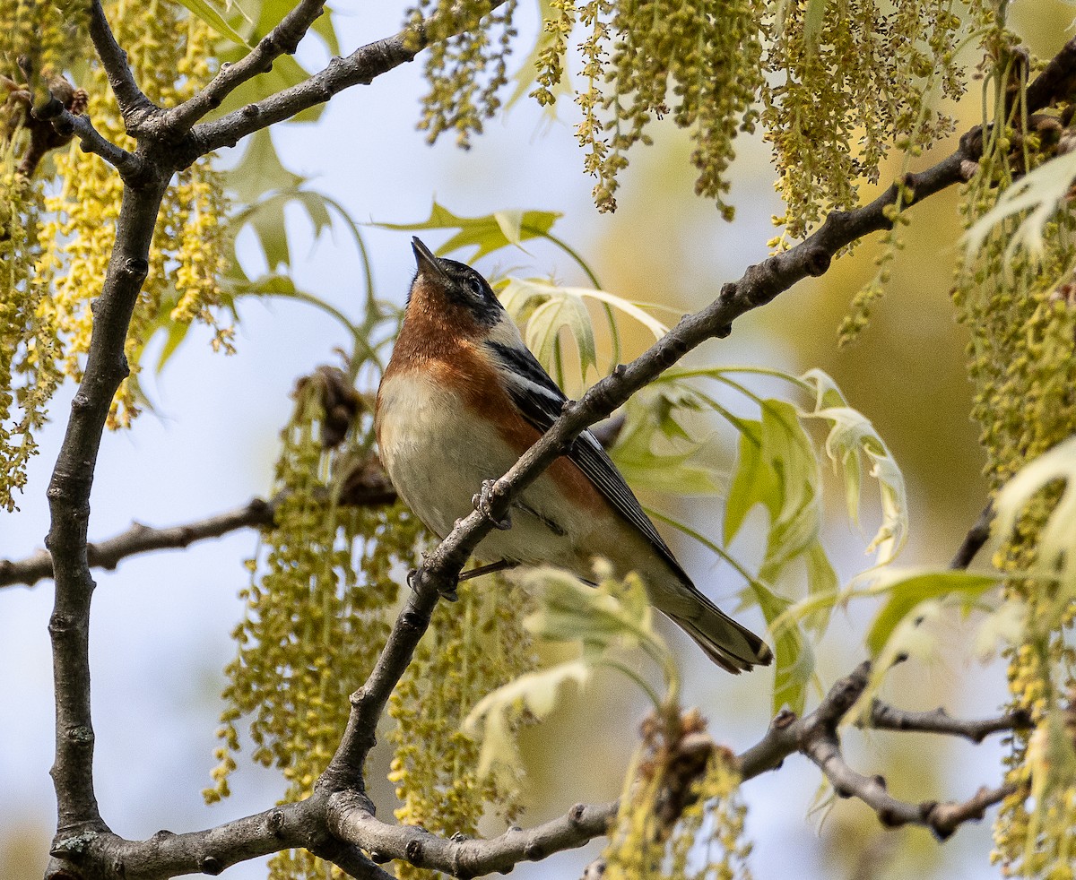 Bay-breasted Warbler - Tom Younkin