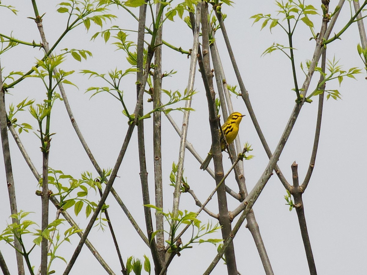 Prairie Warbler - ML619084443