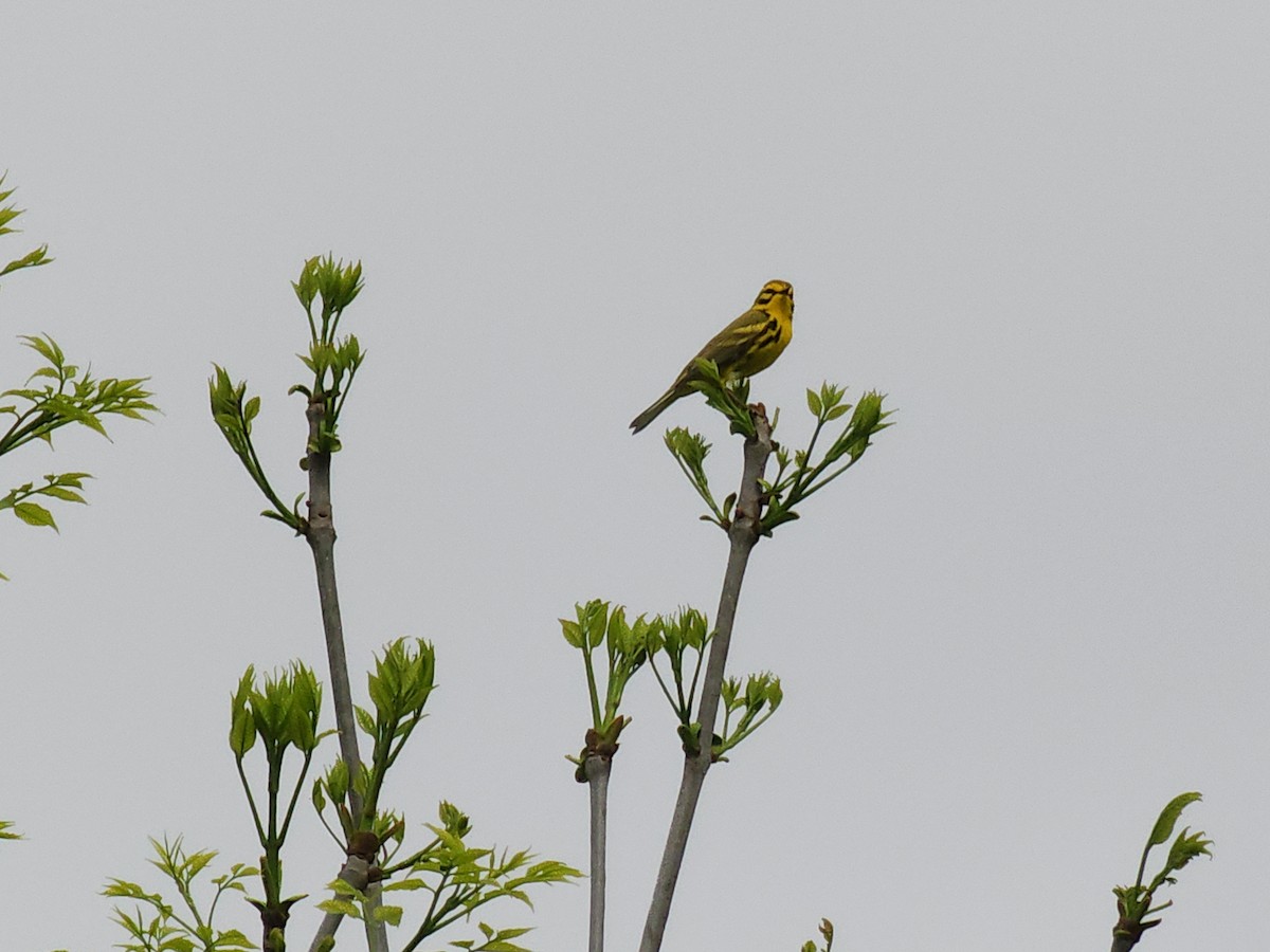 Prairie Warbler - ML619084454