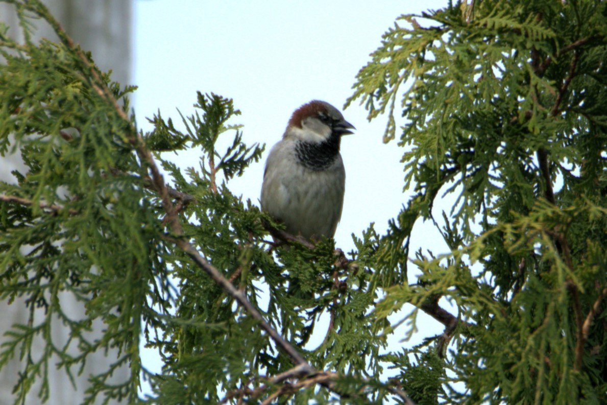 House Sparrow - alain lajeunesse