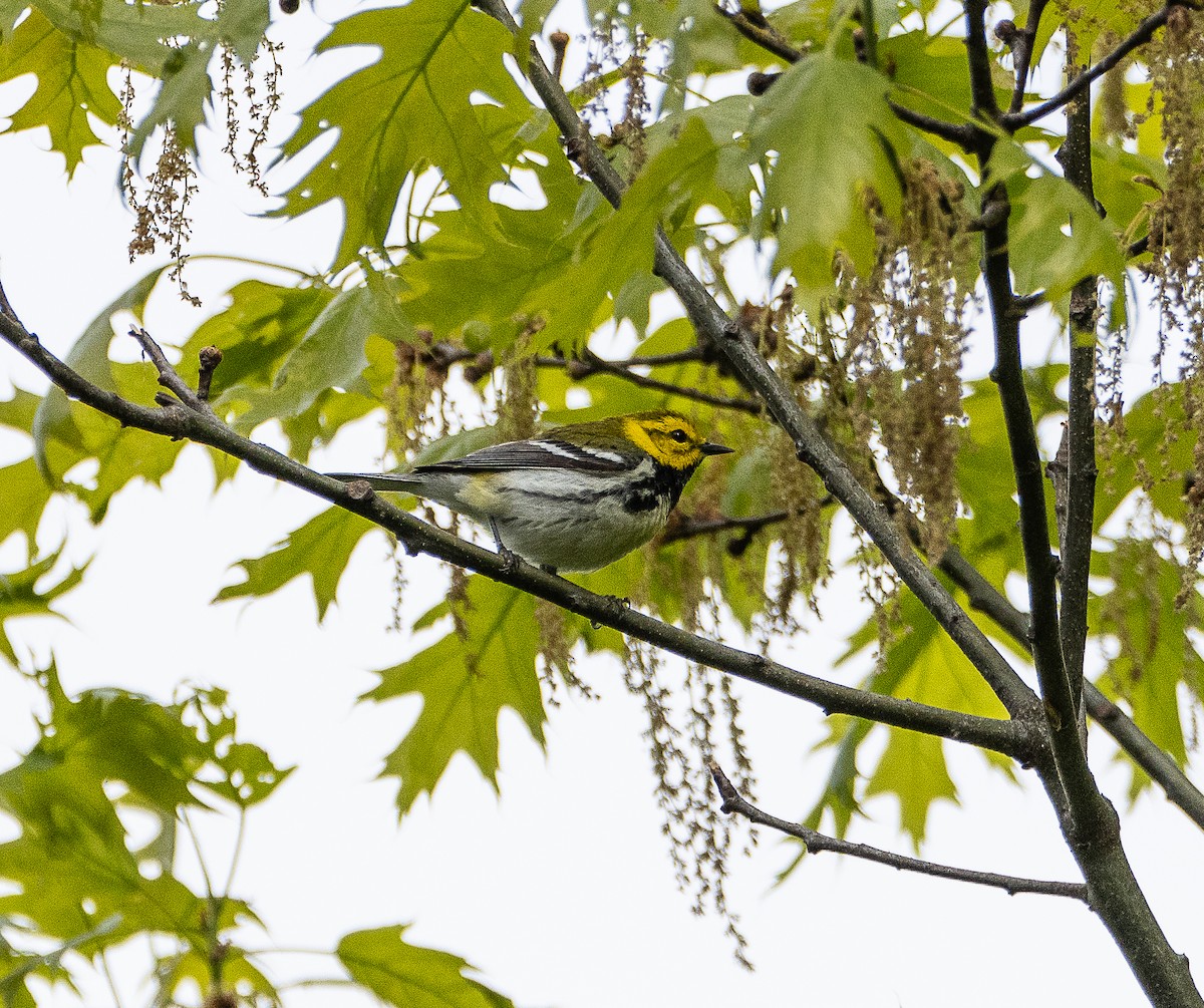 Black-throated Green Warbler - Tom Younkin