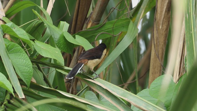 Black-capped Donacobius - ML619084529