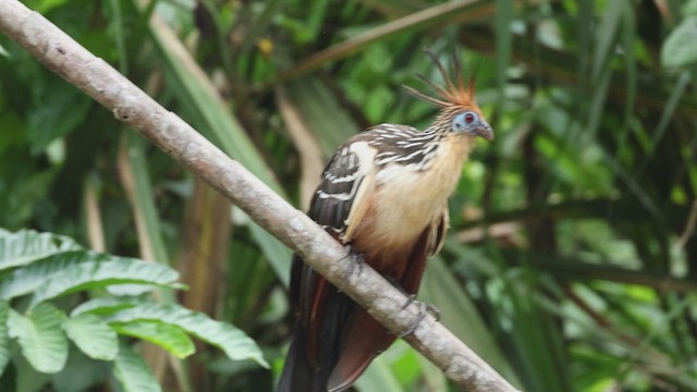 Hoatzin - ML619084544