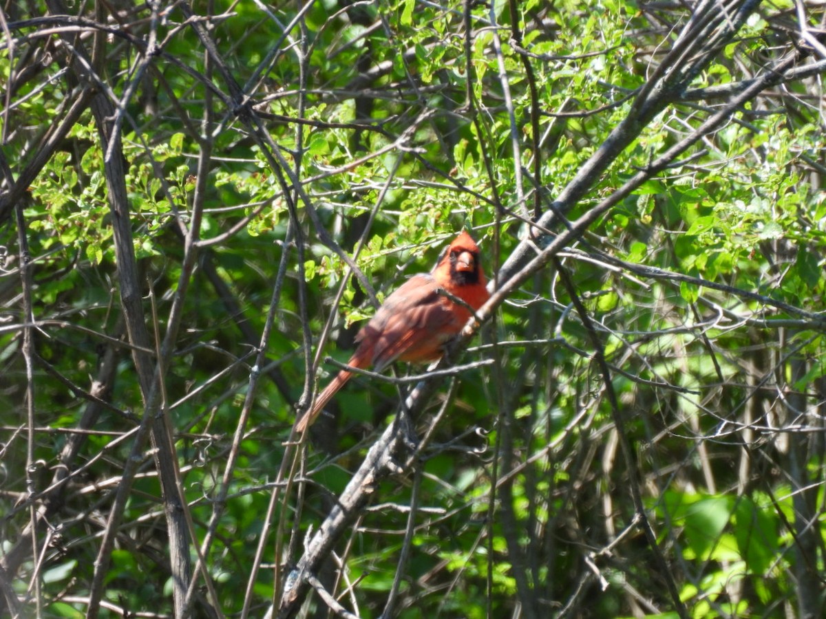 Northern Cardinal - hailey everhart