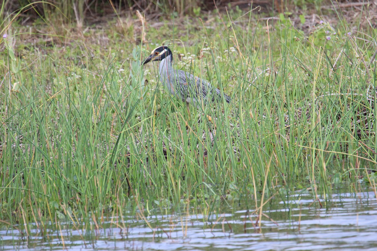 Yellow-crowned/Black-crowned Night Heron - ML619084560