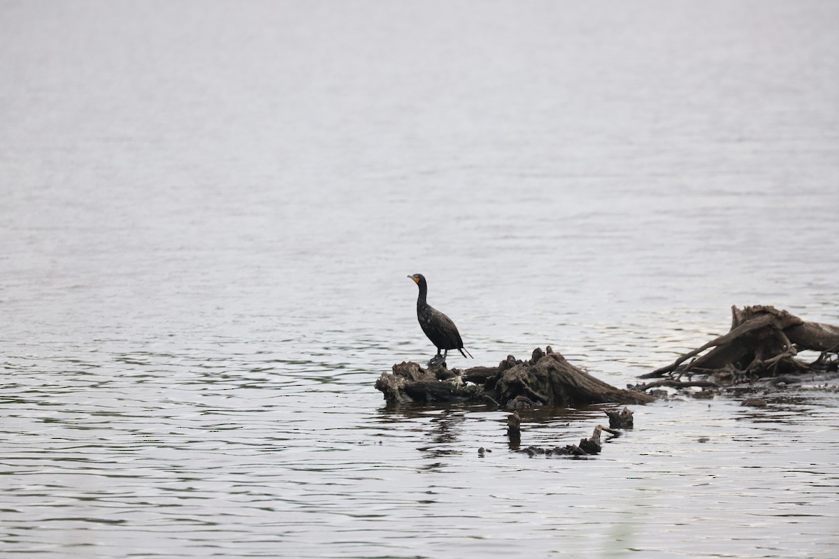 Double-crested Cormorant - T Remy