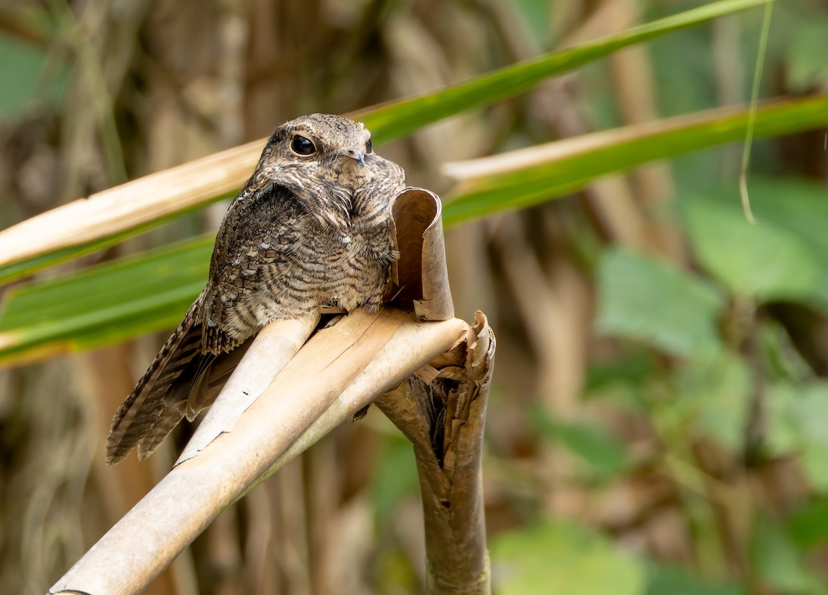 Ladder-tailed Nightjar - ML619084574