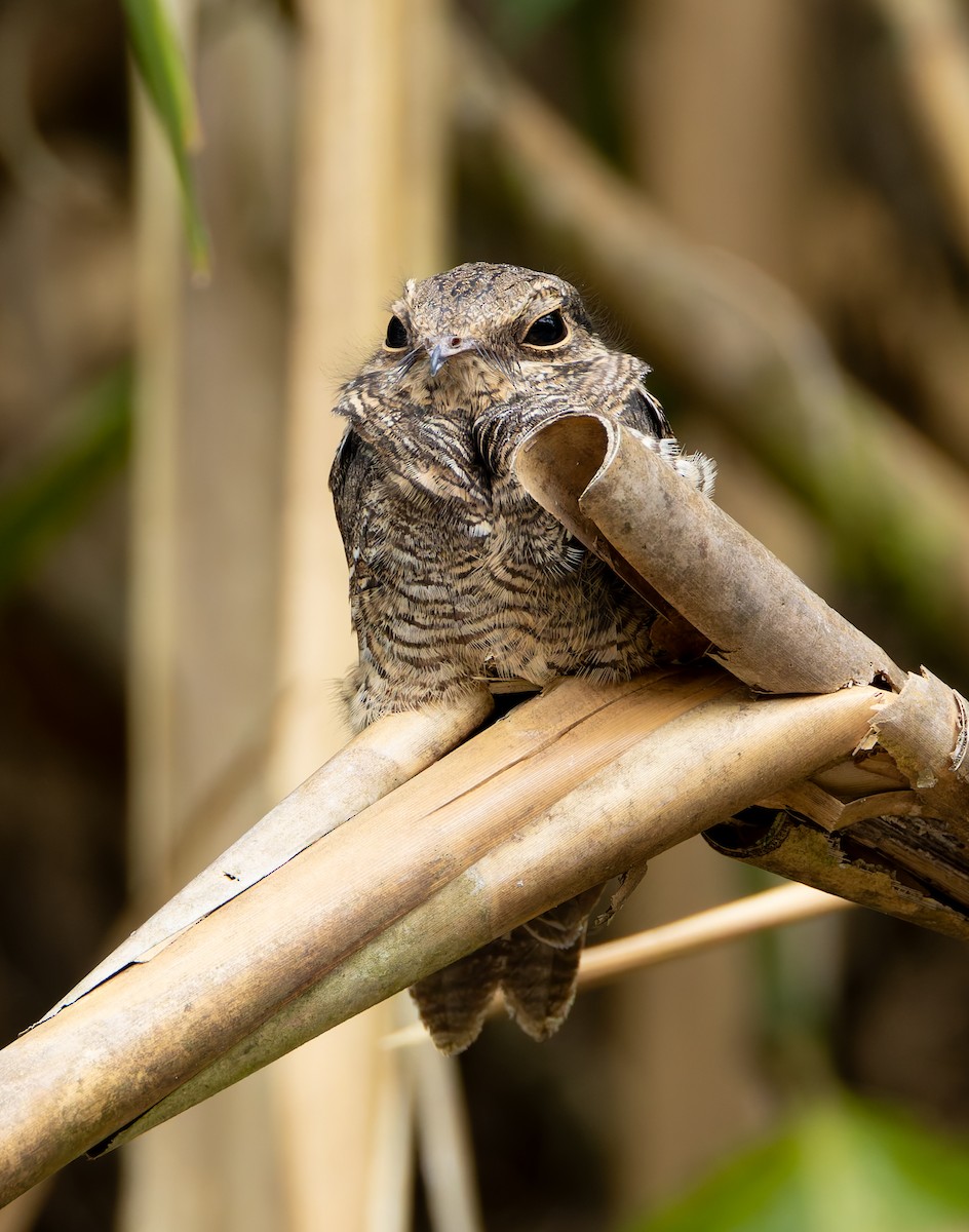 Ladder-tailed Nightjar - ML619084582