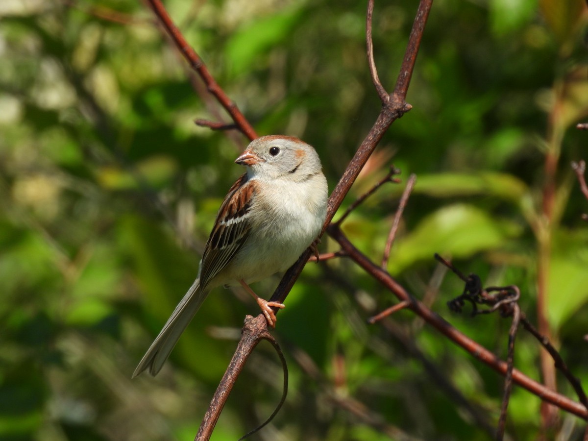 Field Sparrow - hailey everhart