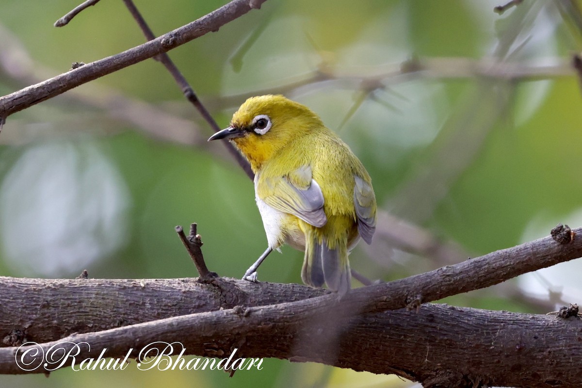 Indian White-eye - Rahul Bhandari