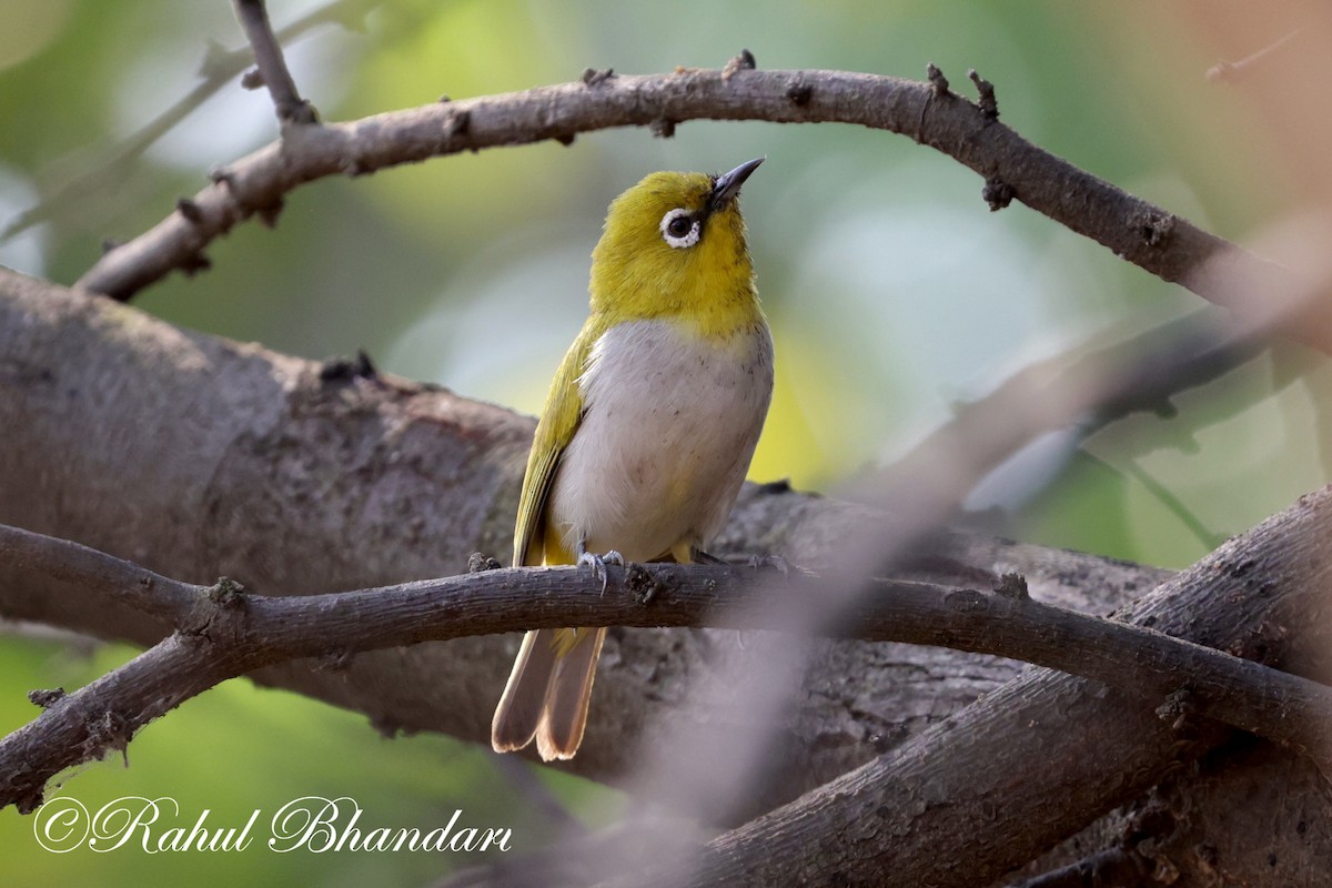 Indian White-eye - Rahul Bhandari