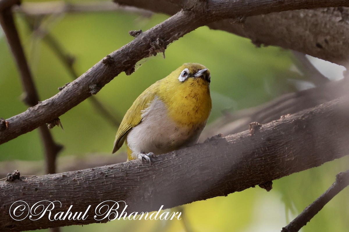 Indian White-eye - Rahul Bhandari