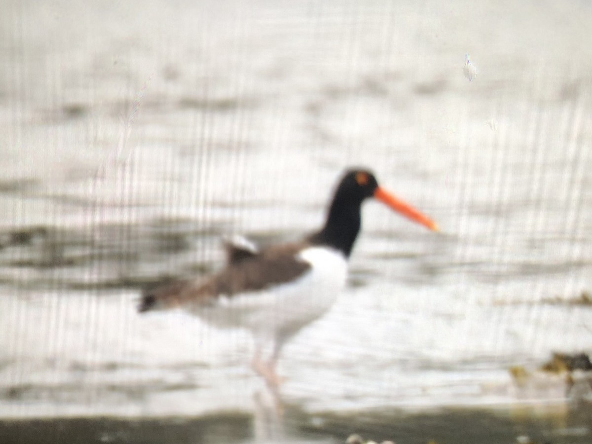 American Oystercatcher - ML619084599