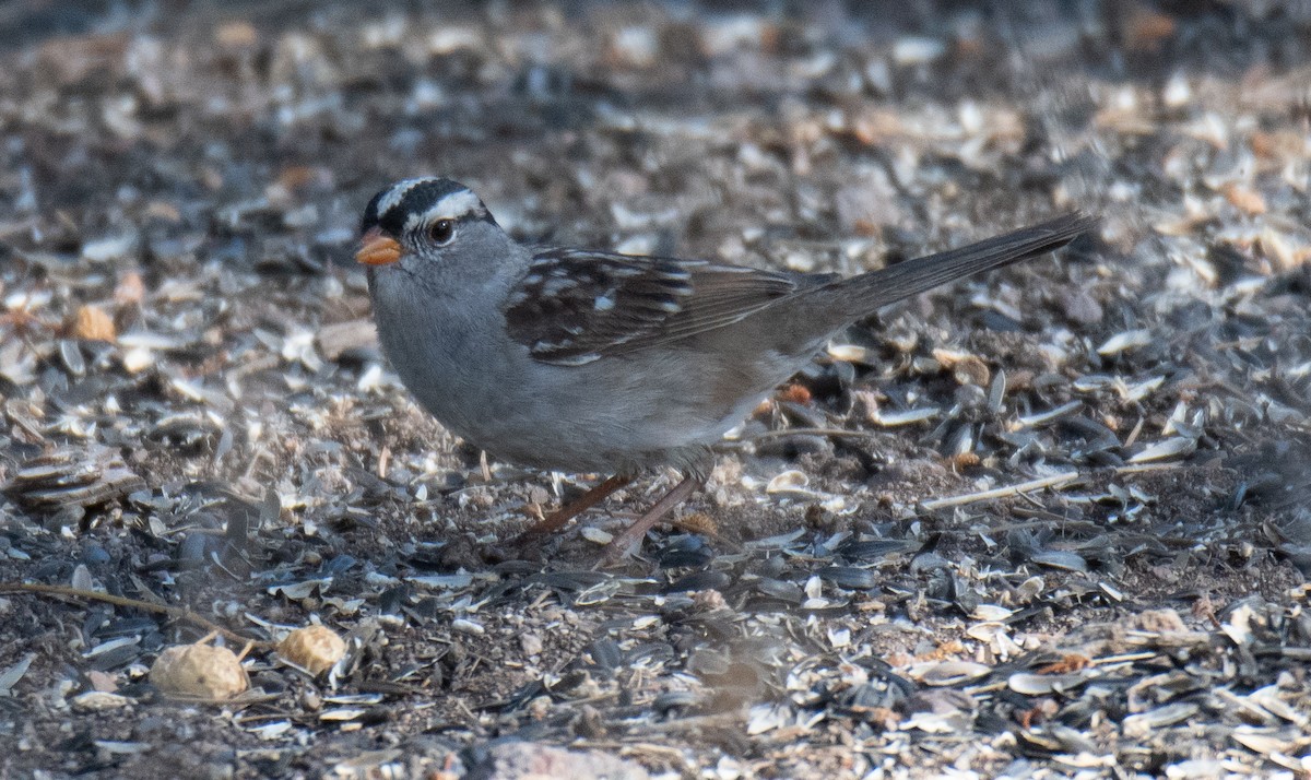 White-crowned Sparrow (Dark-lored) - Dennis Utterback