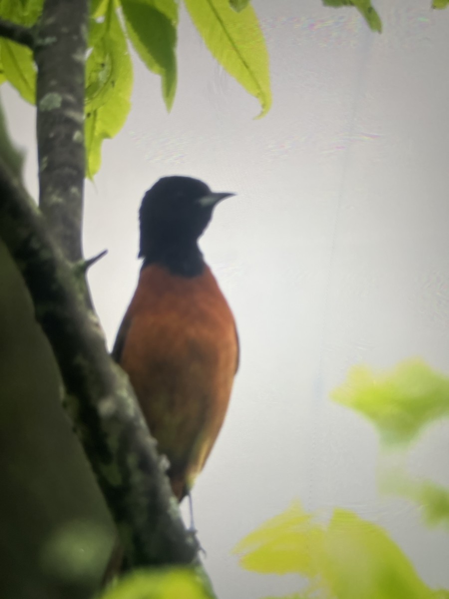 Orchard Oriole - June Smith