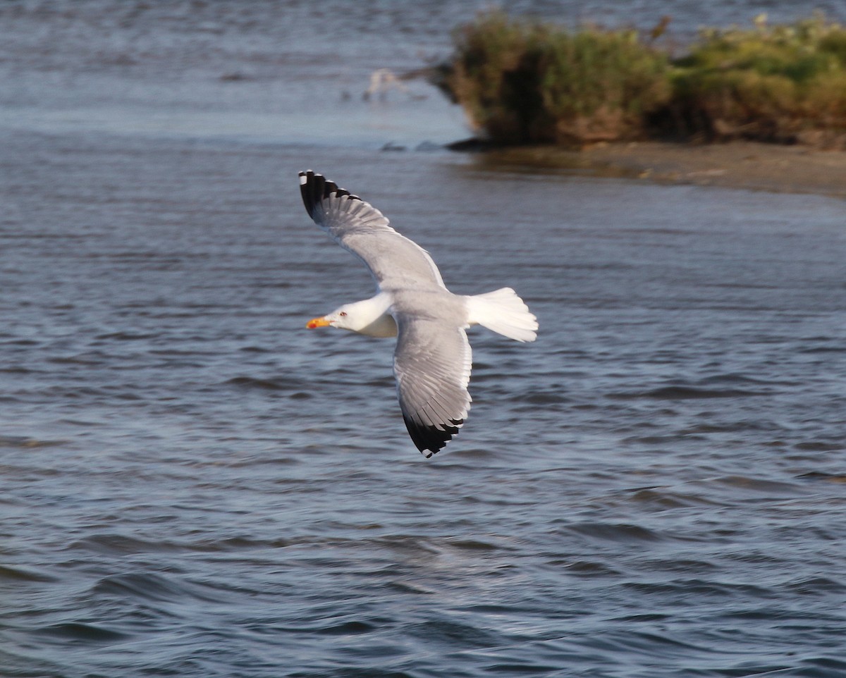 Yellow-legged Gull (michahellis) - Neil Osborne