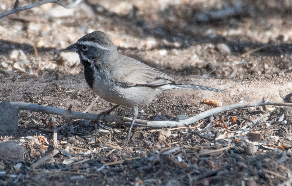 Black-throated Sparrow - Dennis Utterback