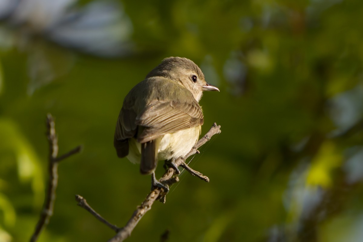 Warbling Vireo - Dylan Buell