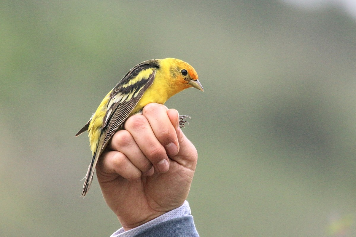 Western Tanager - ML619084643