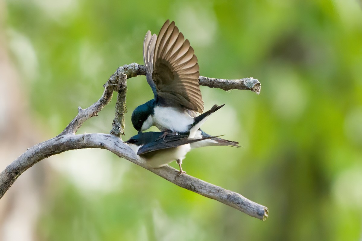 Tree Swallow - ML619084652