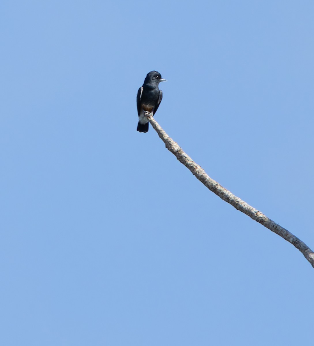 Swallow-winged Puffbird - Joe Aliperti