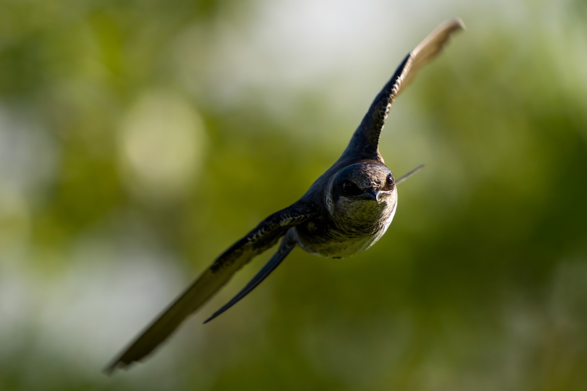 Purple Martin - Dylan Buell