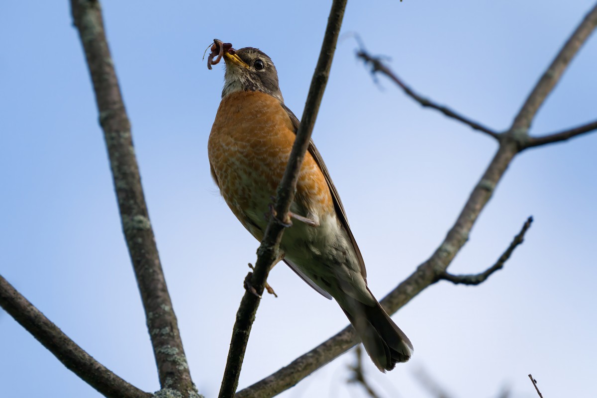 American Robin - ML619084664