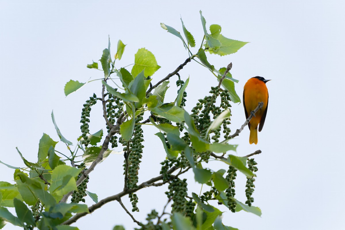 Baltimore Oriole - Dylan Buell