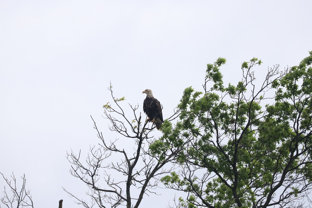 Bald Eagle - T Remy