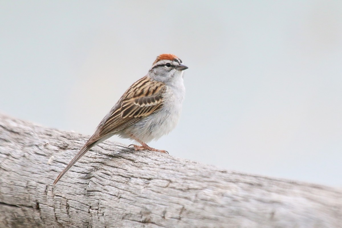 Chipping Sparrow - ML619084697