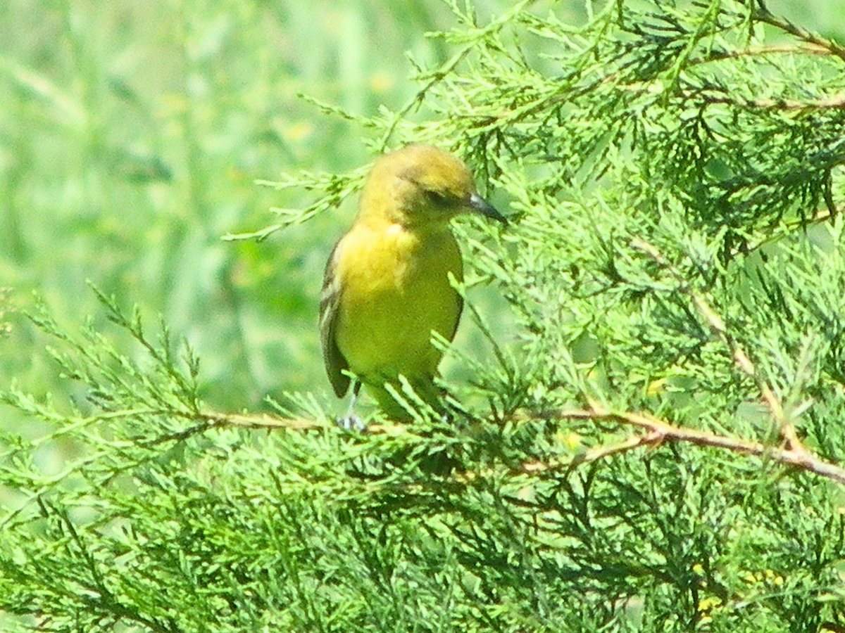 Orchard Oriole - Khloe Campbell