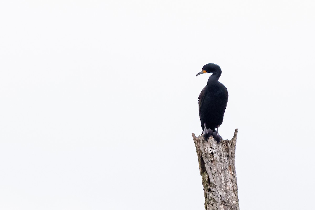 Double-crested Cormorant - Michael Newlon