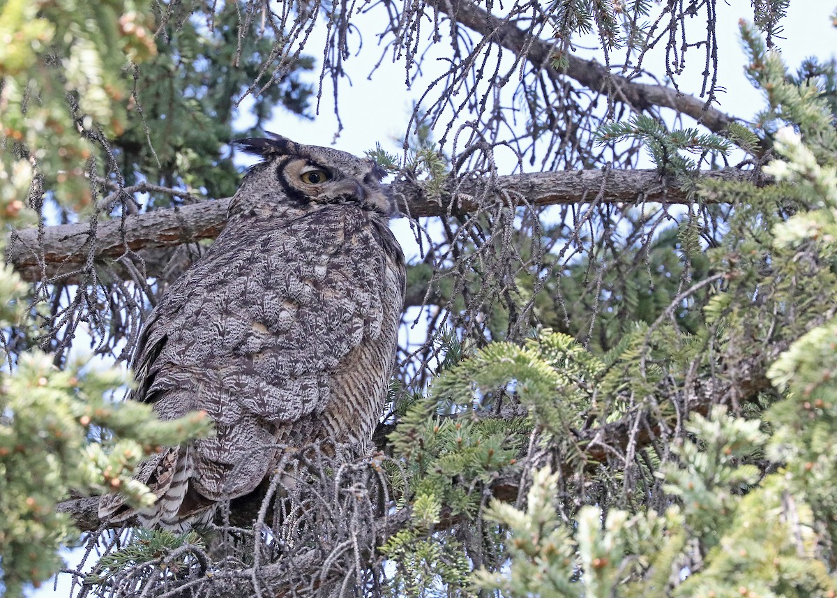 Great Horned Owl - ML619084713