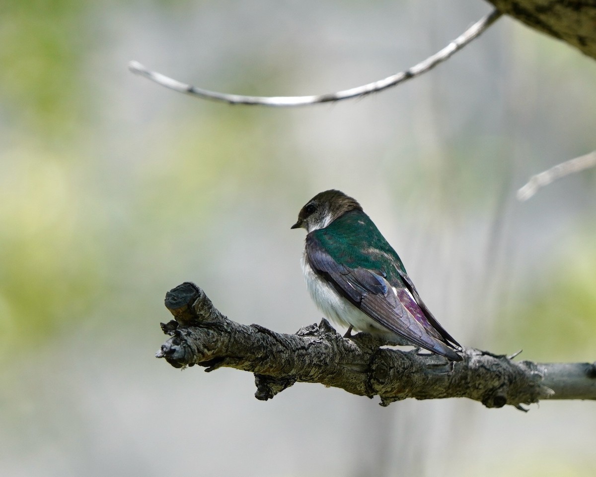 Violet-green Swallow - Sibylle Hechtel