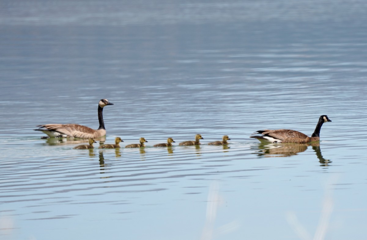 Canada Goose - Sibylle Hechtel