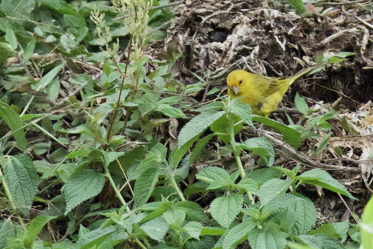 Saffron Finch - ML619084749