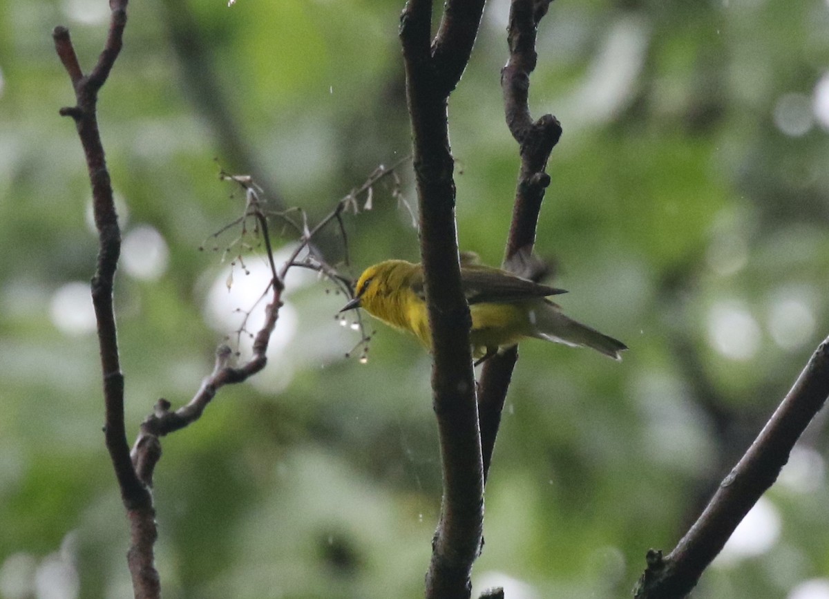Blue-winged Warbler - Andrew Vallely