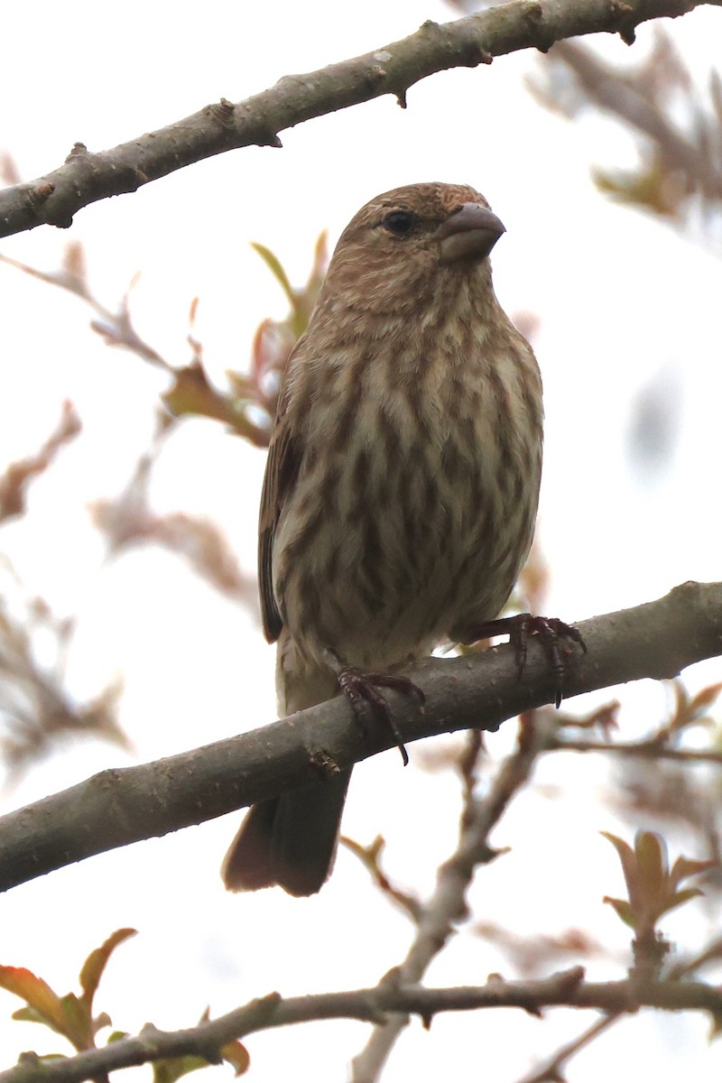 House Finch - Mark Miller