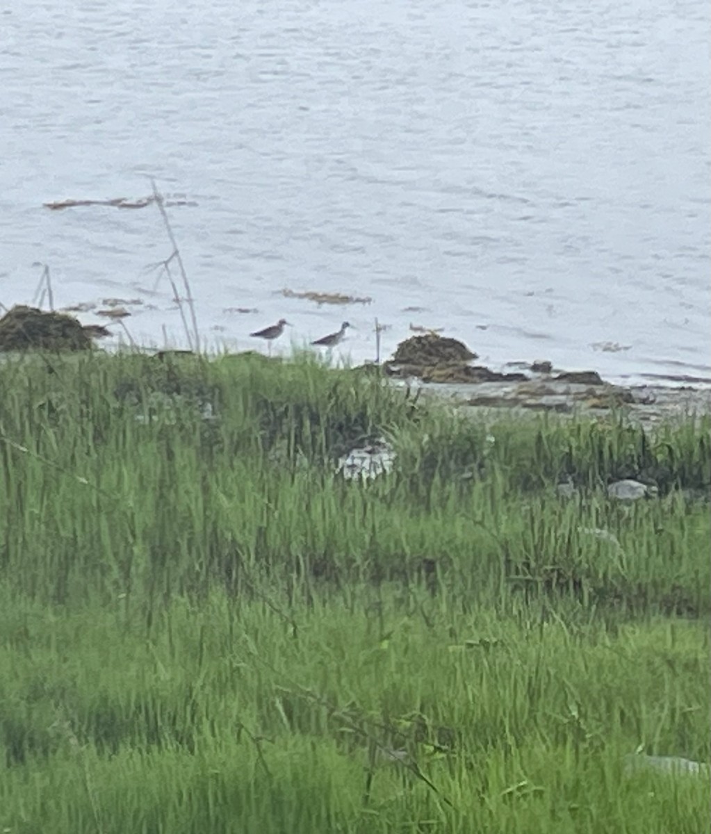 Greater Yellowlegs - ML619084785