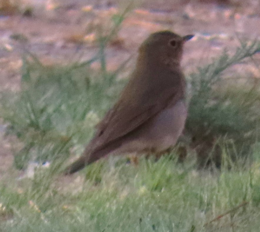 קיכלי זיתני - ML619084794