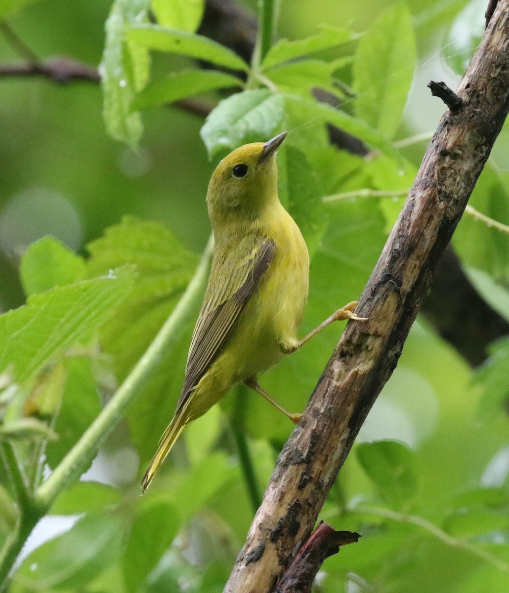 Yellow Warbler - Andrew Vallely