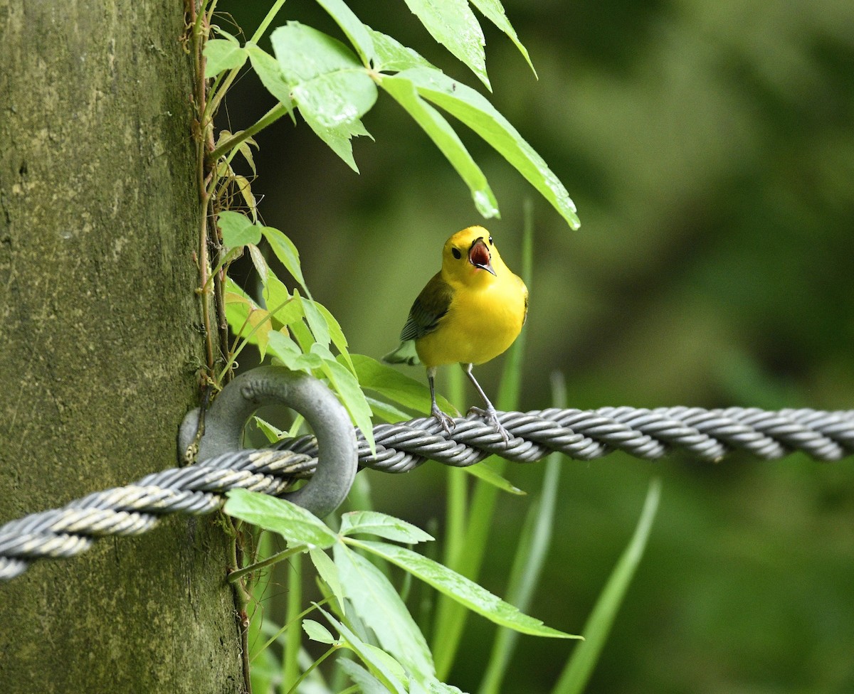 Prothonotary Warbler - ML619084798