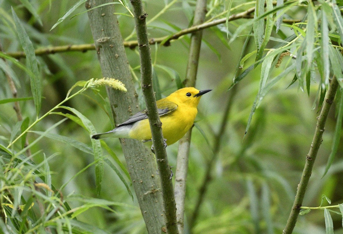 Prothonotary Warbler - Daniel King