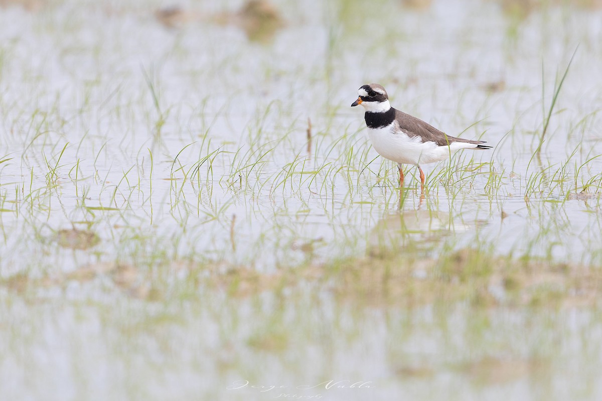 Common Ringed Plover - Jorge Nubla