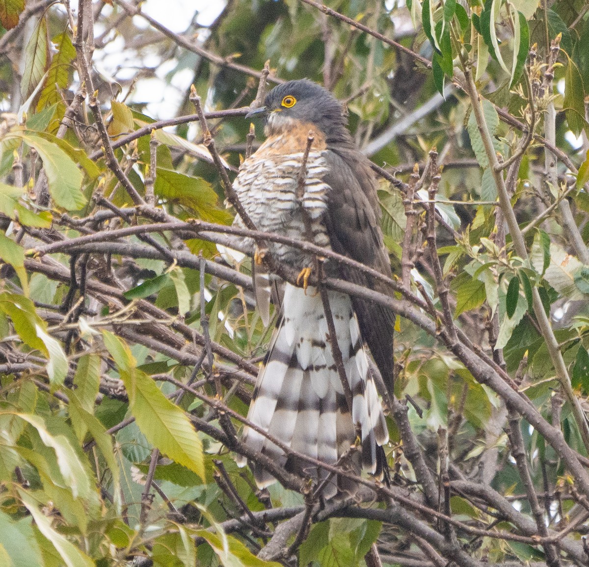 Large Hawk-Cuckoo - James Moore (Maryland)