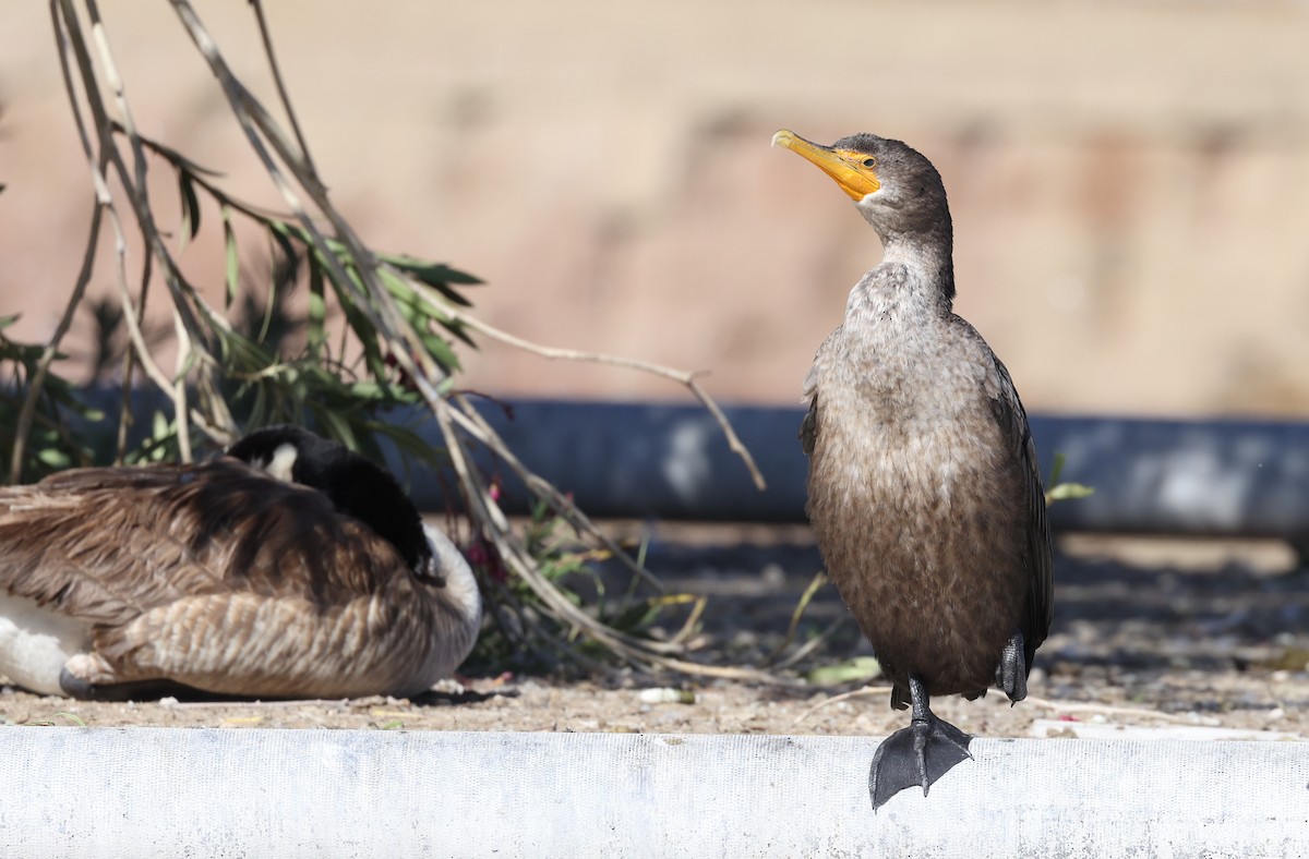 Double-crested Cormorant - Andy Gee