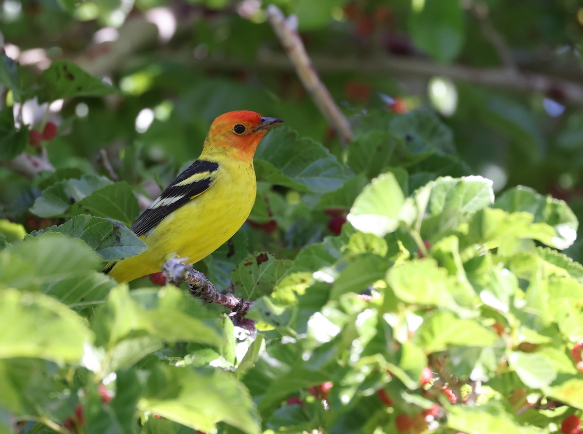 Western Tanager - Andy Gee