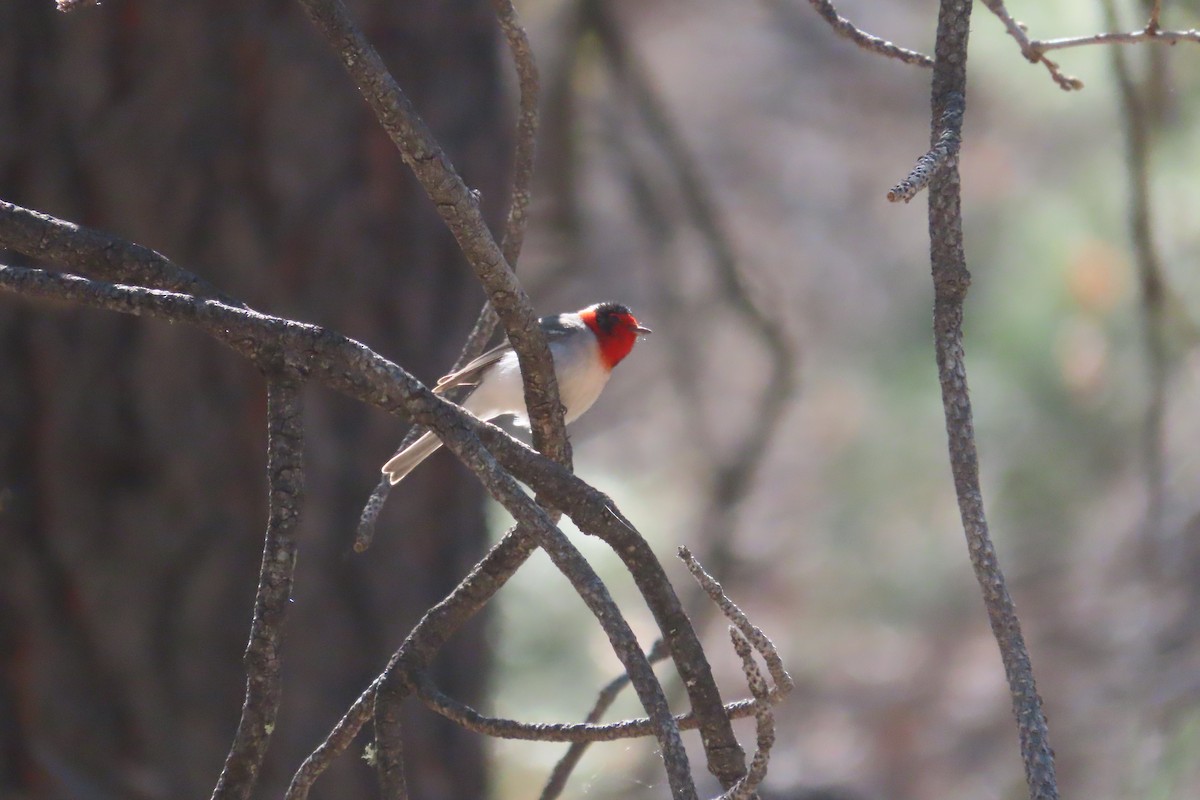 Red-faced Warbler - David Brinkman